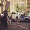 Carriage Horse Was Spooked By Construction Noise, Car Horns, Says Driver